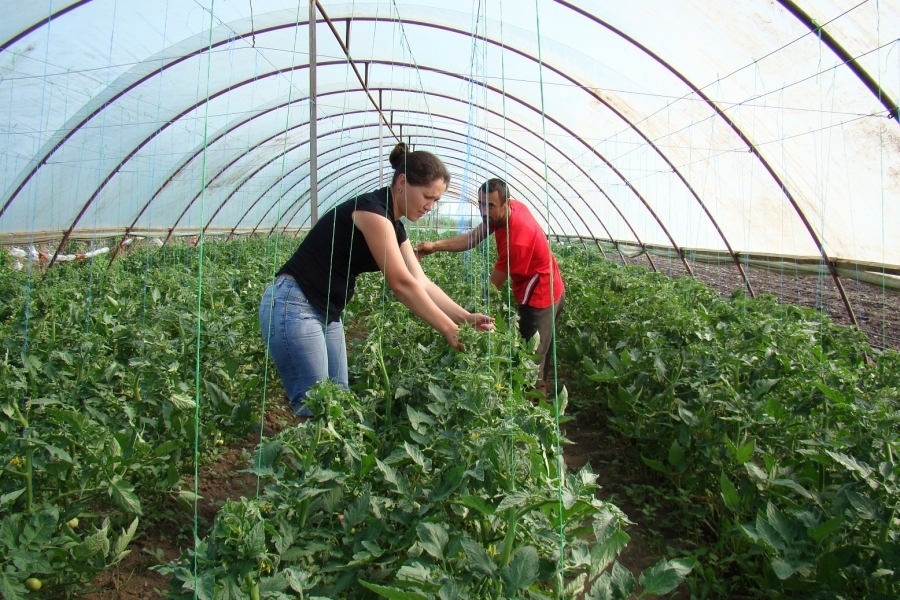 Аграрии спрогнозировали высокие цены на ранние овощи с юга Одесской области