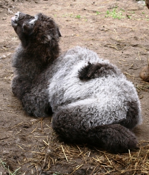 В Одесском зоопарке родился верблюжонок (фото)