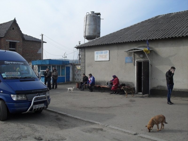Жители Великой Михайловки страдают от расплодившихся агрессивных бездомных собак (фото)