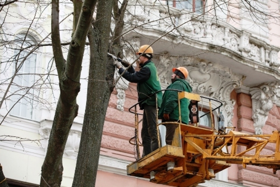 Коммунальщики начинают подрезку деревьев, разрушающих фасады в Одессе