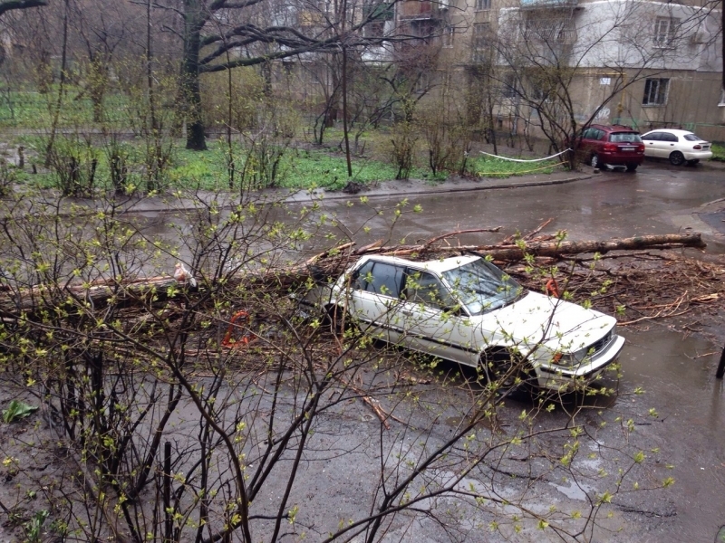 Сильный ветер повалил в Одессе 35 деревьев (фото)