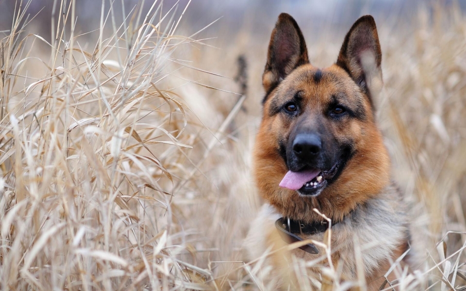 Собака Белгород-Днестровских пограничников выследила убийцу 