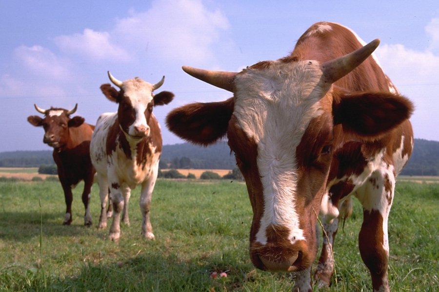 Производство мяса и молочных продуктов сократилось в Болградском районе Одесщины