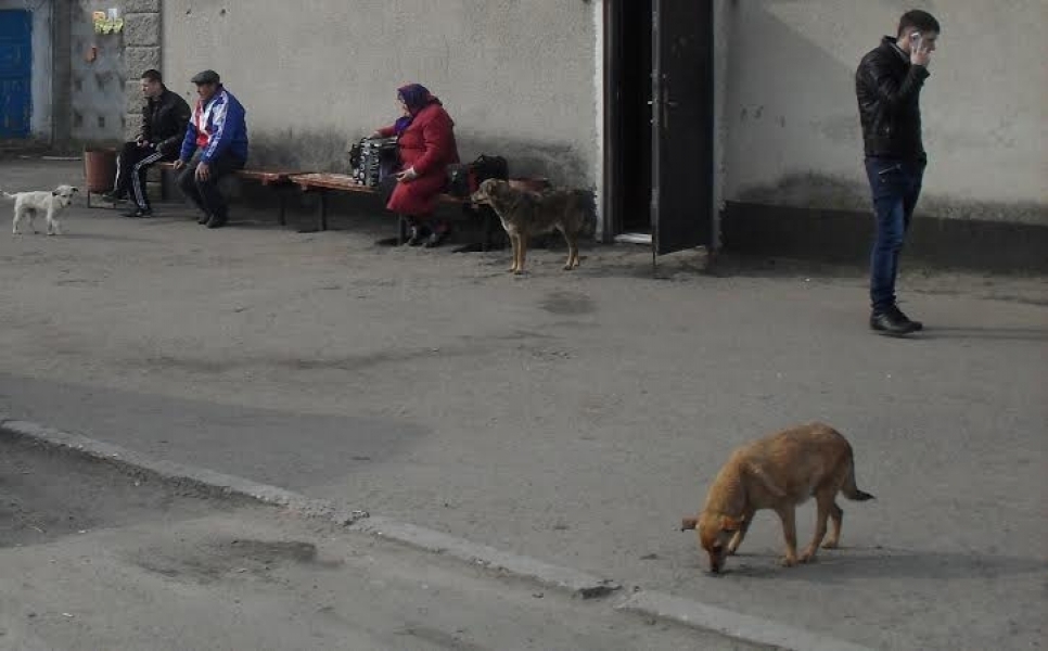 Одесские специалисты начали отлов бездомных собак во Фрунзовке