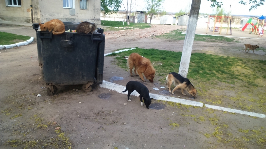 Отлов бродячих собак начнется в мае в Болграде