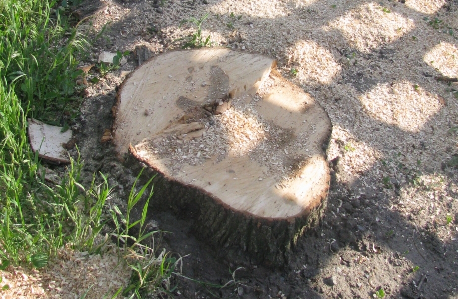 Мэр Ананьева поймал чиновницу за незаконной вырубкой деревьев