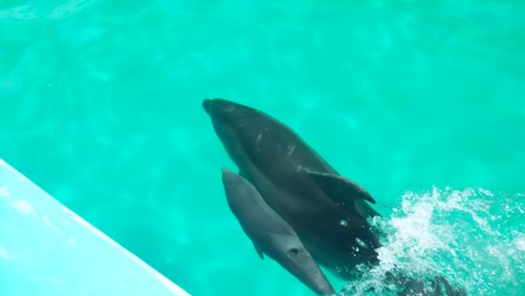 Дельфиненок появился на свет в Одесском дельфинарии (фото, видео)