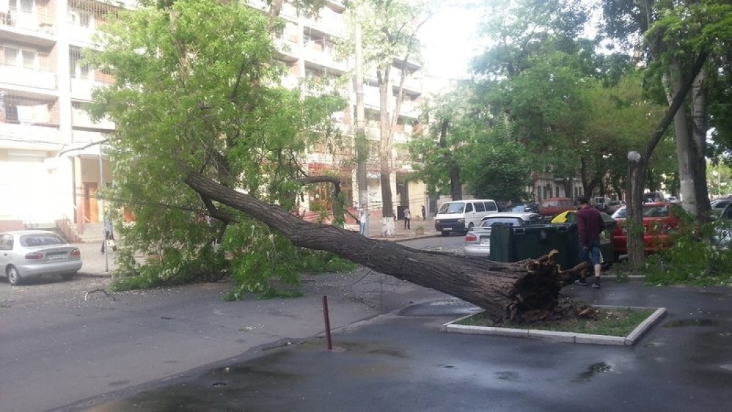 Упавшее дерево перегородило улицу в центре Одессы (фото)