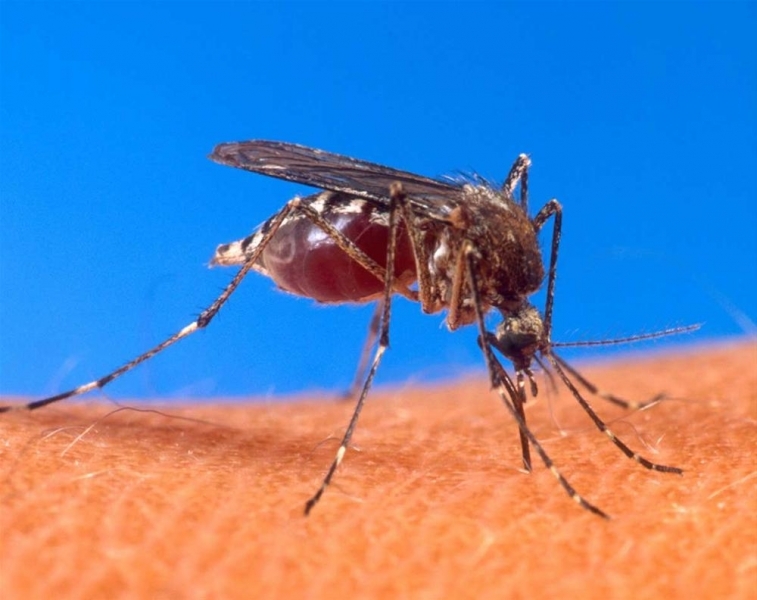 Житель поселка во Фрунзовском районе заболел малярией