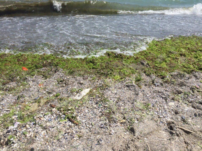 Одесские пляжи заполонили водоросли (фото)