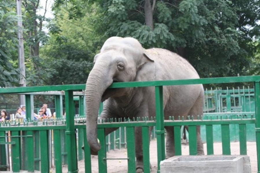 Одесский зоопарк попросил одесситов 