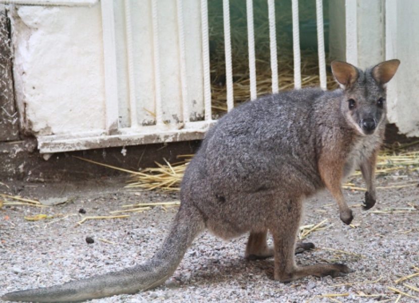 Туристы поймали в одесском парке жившего там дикого кенгуру