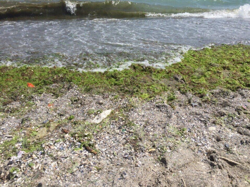 Водоросли на одесском побережье не опасны для здоровья – экологи