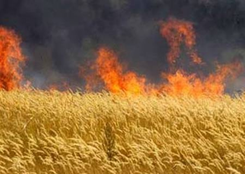 Пожар уничтожил 20 гектаров пшеницы в Одесской области