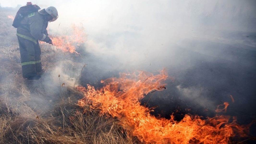 Пожар уничтожил 5 гектаров пшеницы в Балтском районе Одесской области