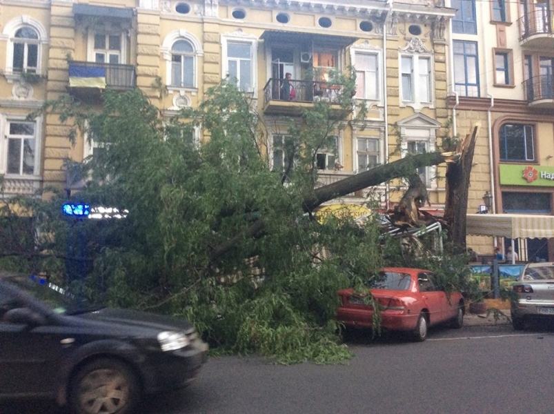 Дерево упало на летнюю площадку ресторана в центре Одессы (фото)
