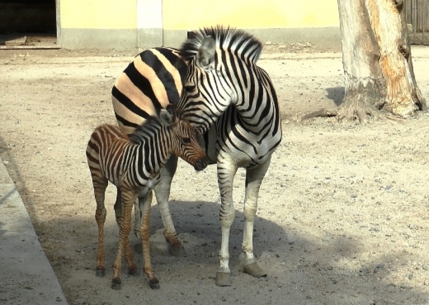 Детеныш зебры появился на свет в Одесском зоопарке (фото)
