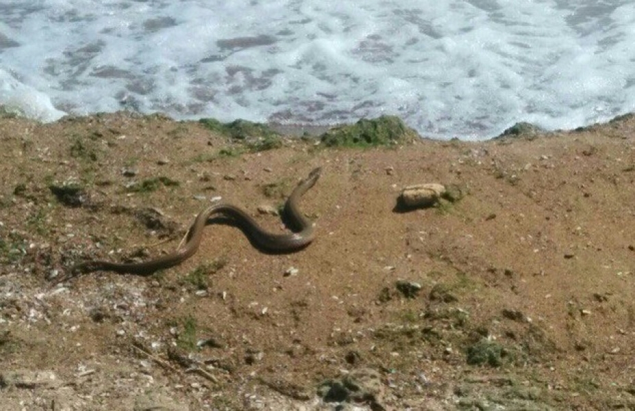 Змея напугала отдыхающих на пляже в Фонтанке под Одессой (фото)