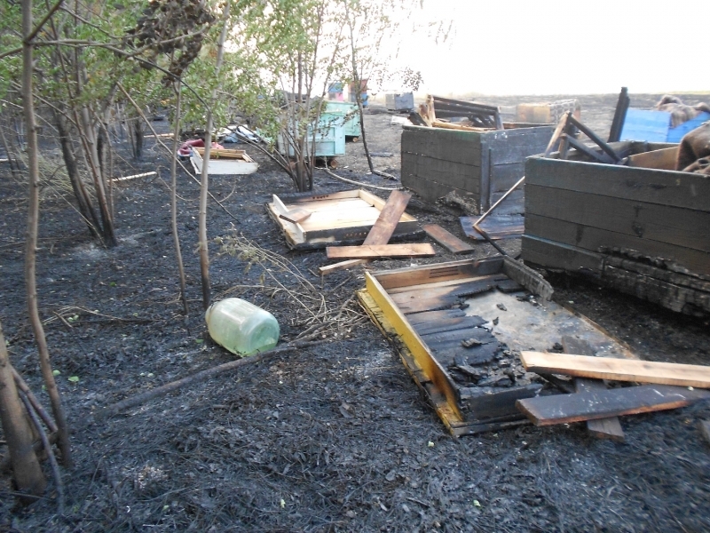 Аграрии Николаевского района подожгли стерню: сгорела пасека и часть леса