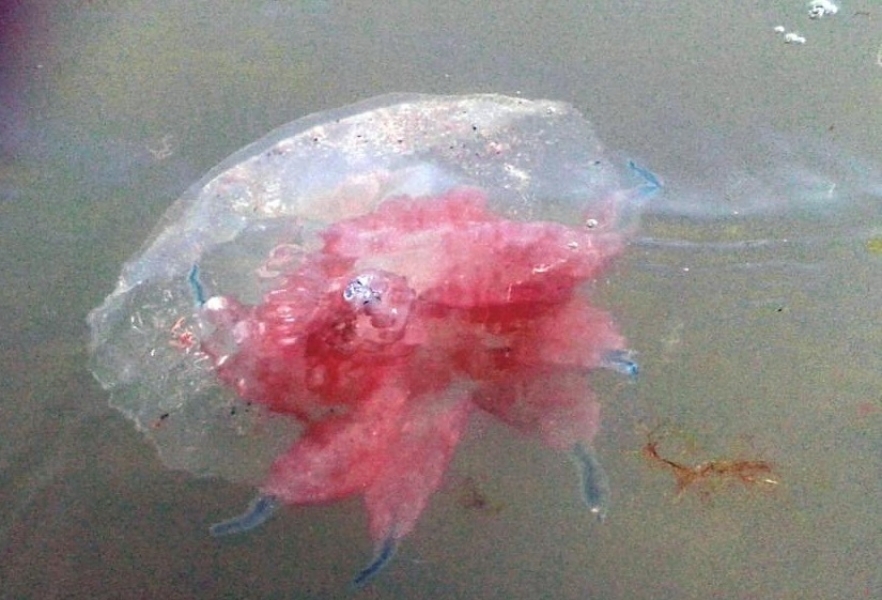 Огромные медузы заполонили пляжи в Одесской области (фото)