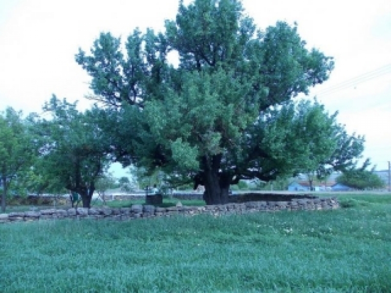 Древняя груша на Одесщине после публикции ИА 