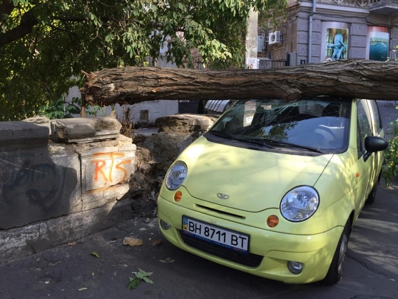 Огромное дерево упало на две машины в центре Одессы (фото)