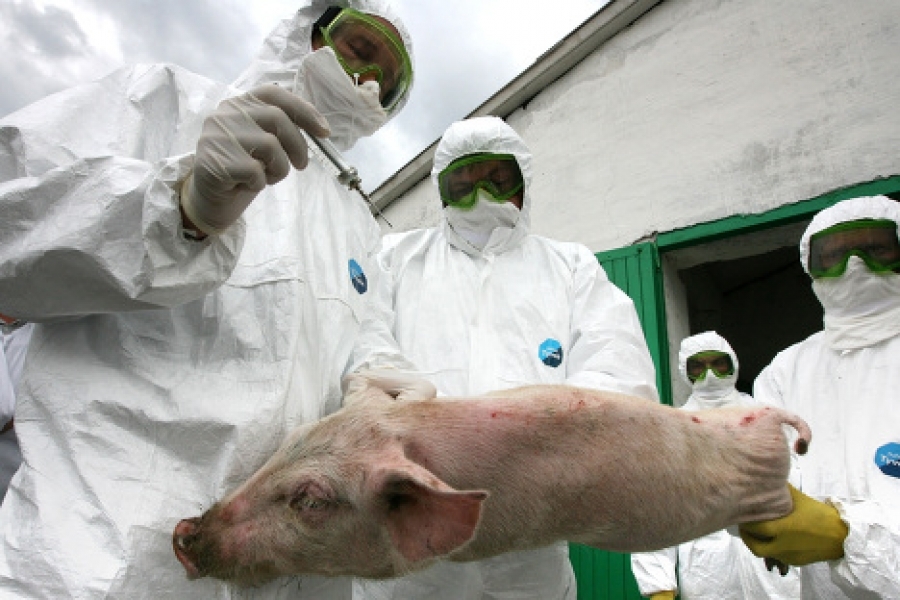 Первый случай африканской чумы свиней зафиксирован в Одесской области