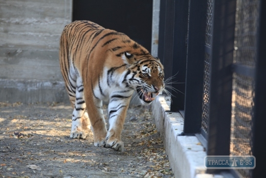 Тигры Одесского зоопарка получили новое просторное жилице (фото)