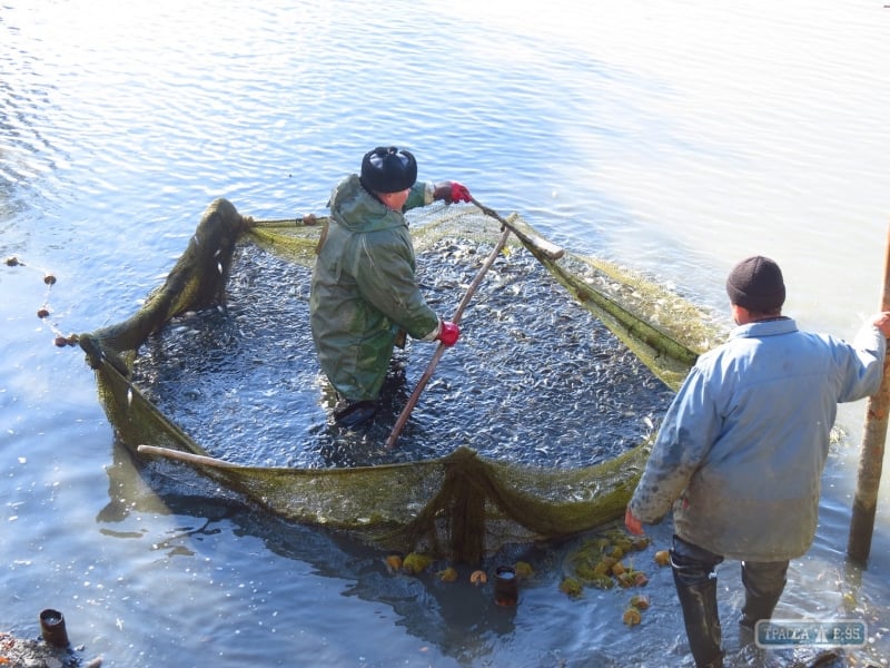 Более 60 тонн рыбы пополнили озера Ялпуг и Кугурлуй в Измаильском районе