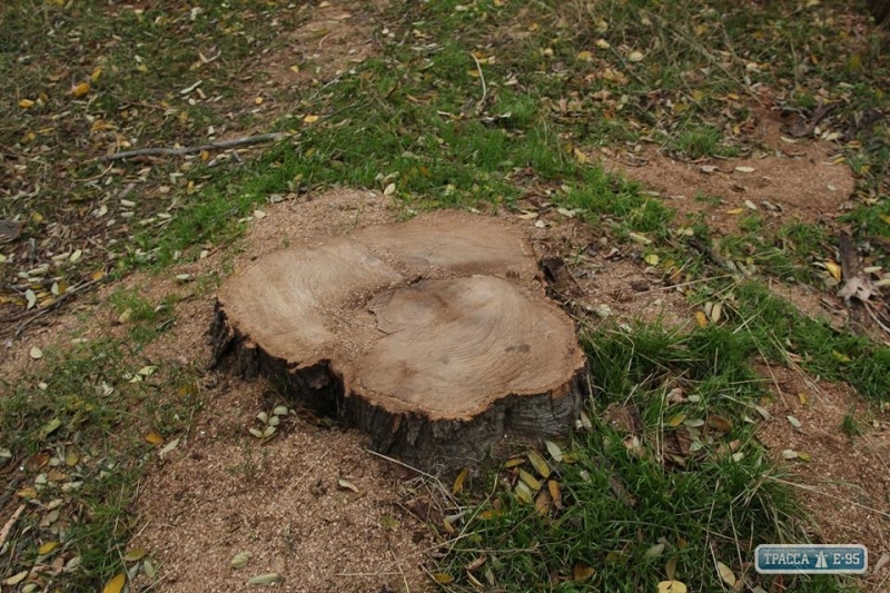 Мэрия: вырубка деревьев на Трассе здоровья в Одессе – снос сухостоя