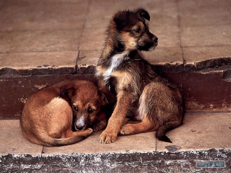 Количество бездомных собак в Одессе за 8 лет сократилось вдвое