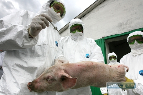 Ветеринары зафиксировали еще три случая африканской чумы свиней в Одесской области