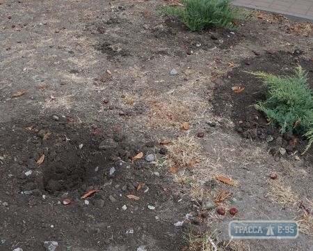 Неизвестные в ноябре выкопали в Одессе более 50 молодых растений