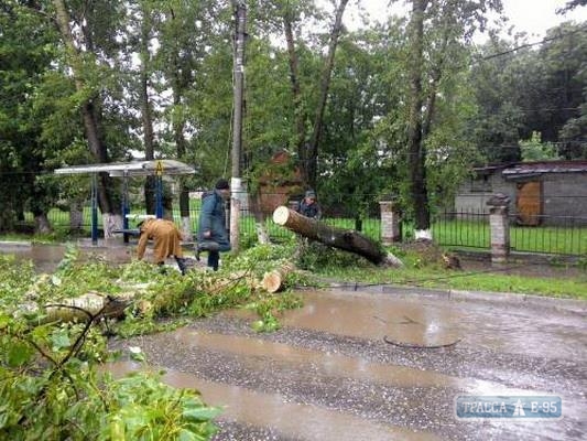 Шквальный ветер в Одессе сломал несколько деревьев и повредил две крыши (фото)
