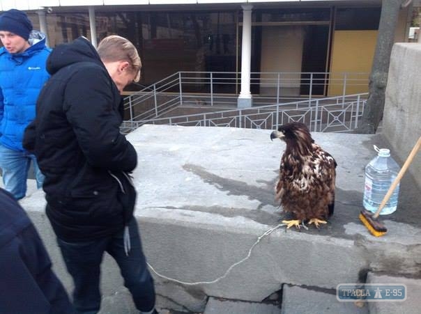 Одесский зоопарк призывает не фотографироваться с животными на улицах