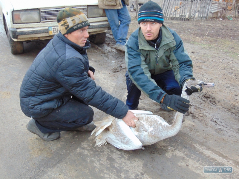 Жители села в Любашевском районе спасли раненого лебедя