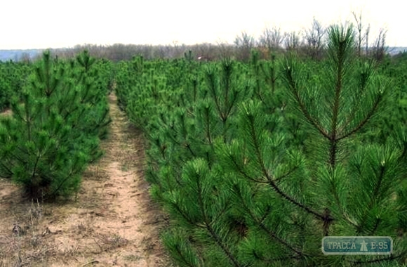 Лесхозы Одесской области подготовили 14 тыс. елей и сосен для продажи к Новому году
