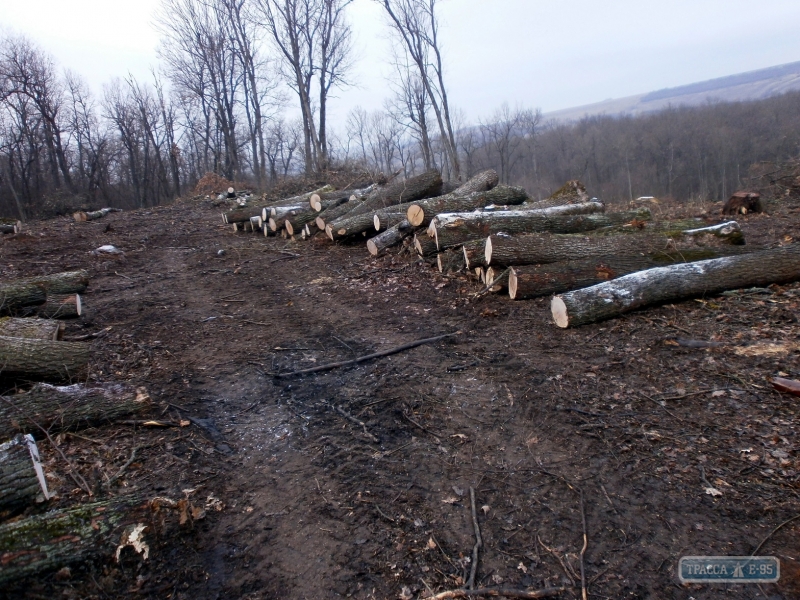 Полиция Ананьевского района задержала машину с незаконно вырубленным лесом