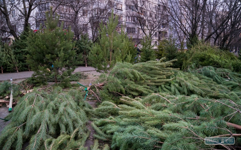 Новогодние ели и сосны в Одессу везут со всех уголков Украины (фоторепортаж)