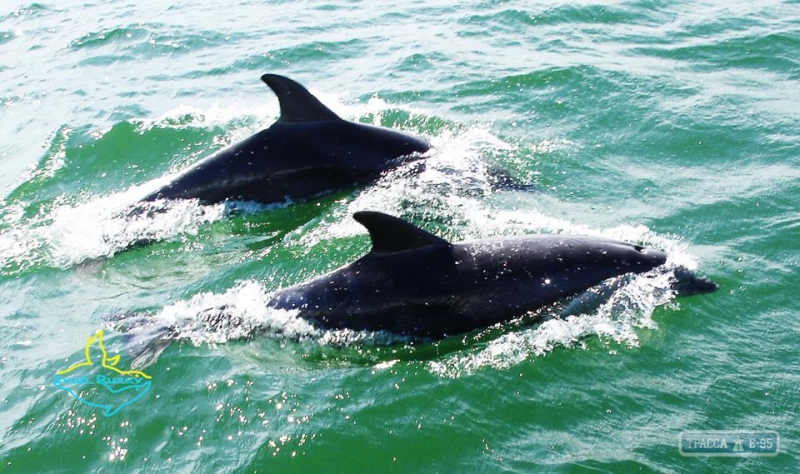 Раненая дельфиниха возле курорта Лебедевка Одесской области «попросила» водолаза принять у нее роды