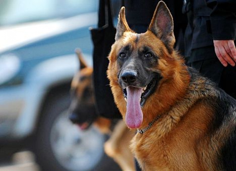 Собака пограничников на границе с Одесской областью задержала курьера с наркотиками в трусах