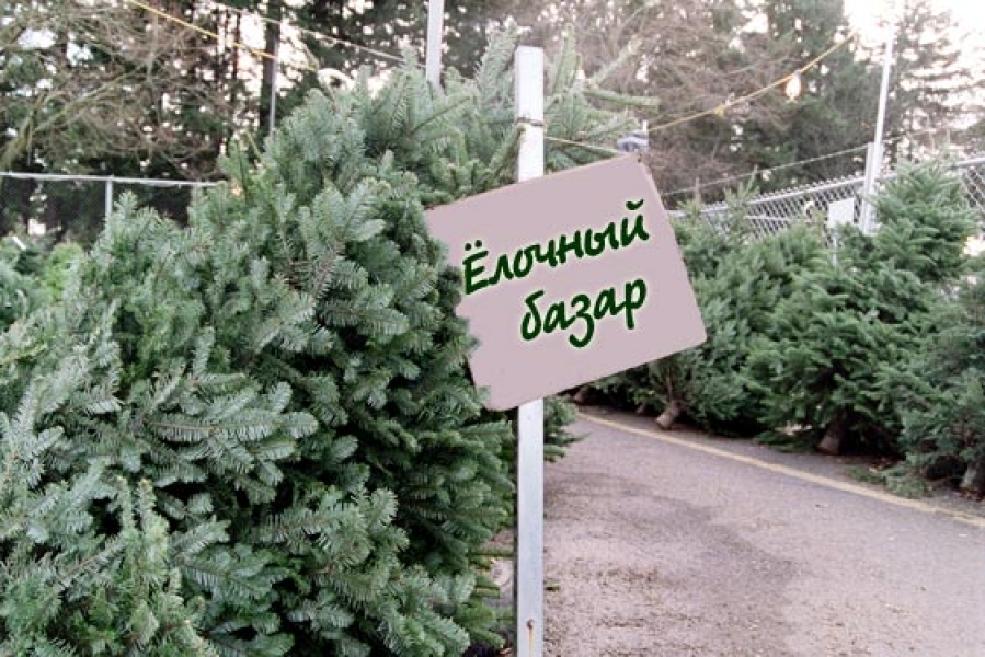 Самая дешевая елка на Новый год в Одессе будет стоить минимум 40 грн.