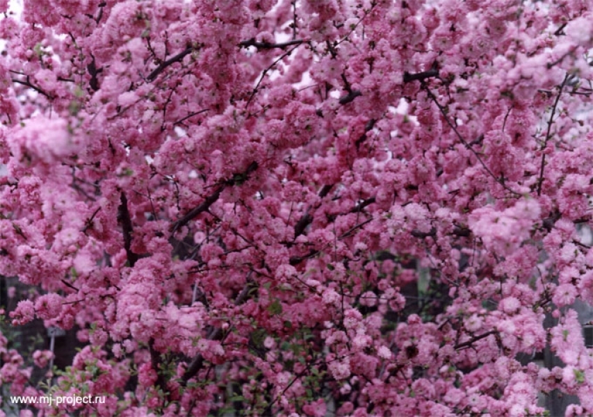 Весной в Одессе зацветут японские сакуры