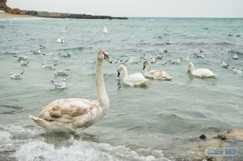 Лебеди облюбовали морской пляж в Одессе (фото)