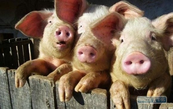 Cтадо свиней на Одесщине сгорело заживо из-за обогрева УК-лампой