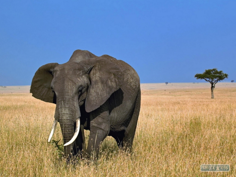Одесский зоопарк мечтает о слоне за 100 тыс. долларов