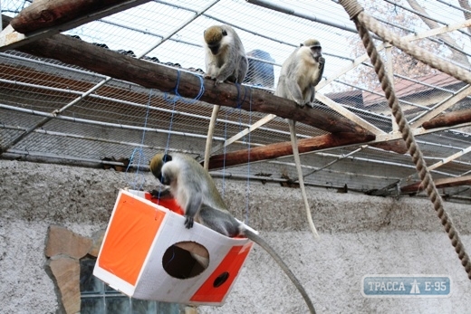 Одесский зоопарк заработал рекордную сумму денег в своей истории