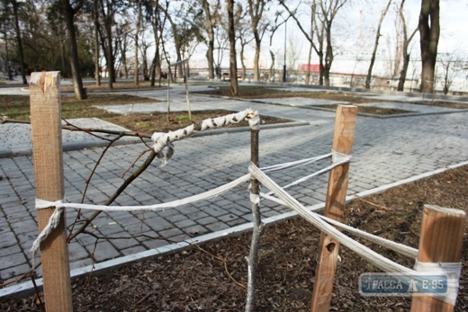 Вандалы вновь уничтожили деревья на аллее Небесной сотни в Одессе