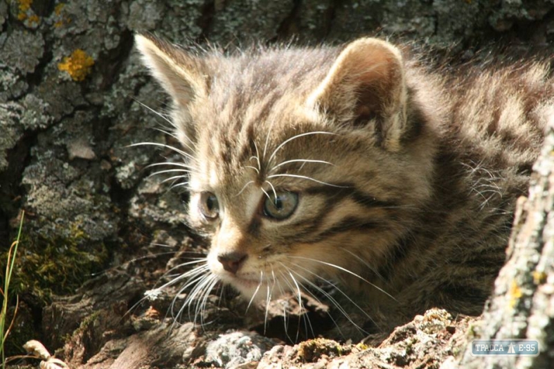 Охотники убили лесного кота из Красной книги в Одесской области