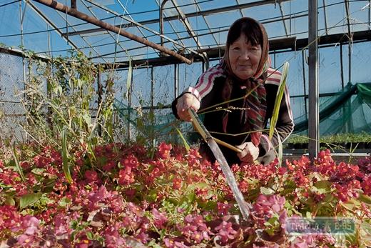 Коммунальщики высадят в Одессе 140 тысяч весенних цветов